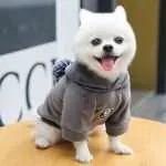 dog hoodies 5